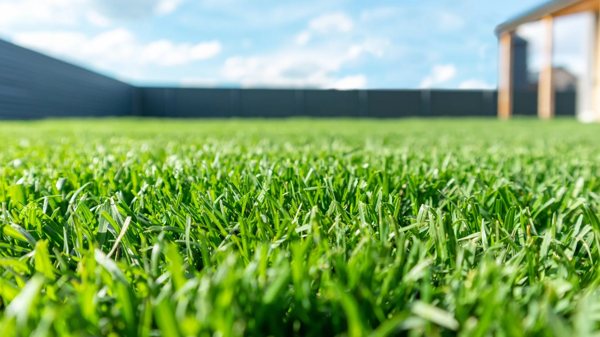 Help Your Lawn Survive the Summer Heat by Fertilizing It Twice!
