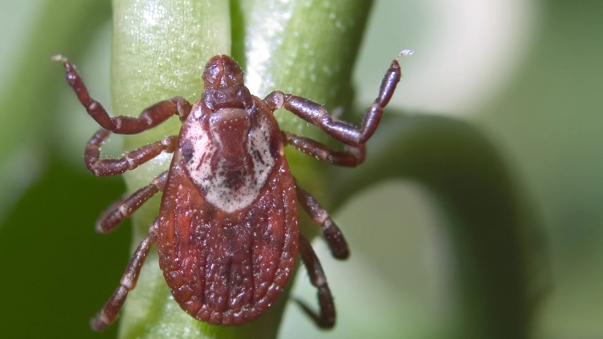 Reduce Ticks on Your Property by Doing These 3 Things
