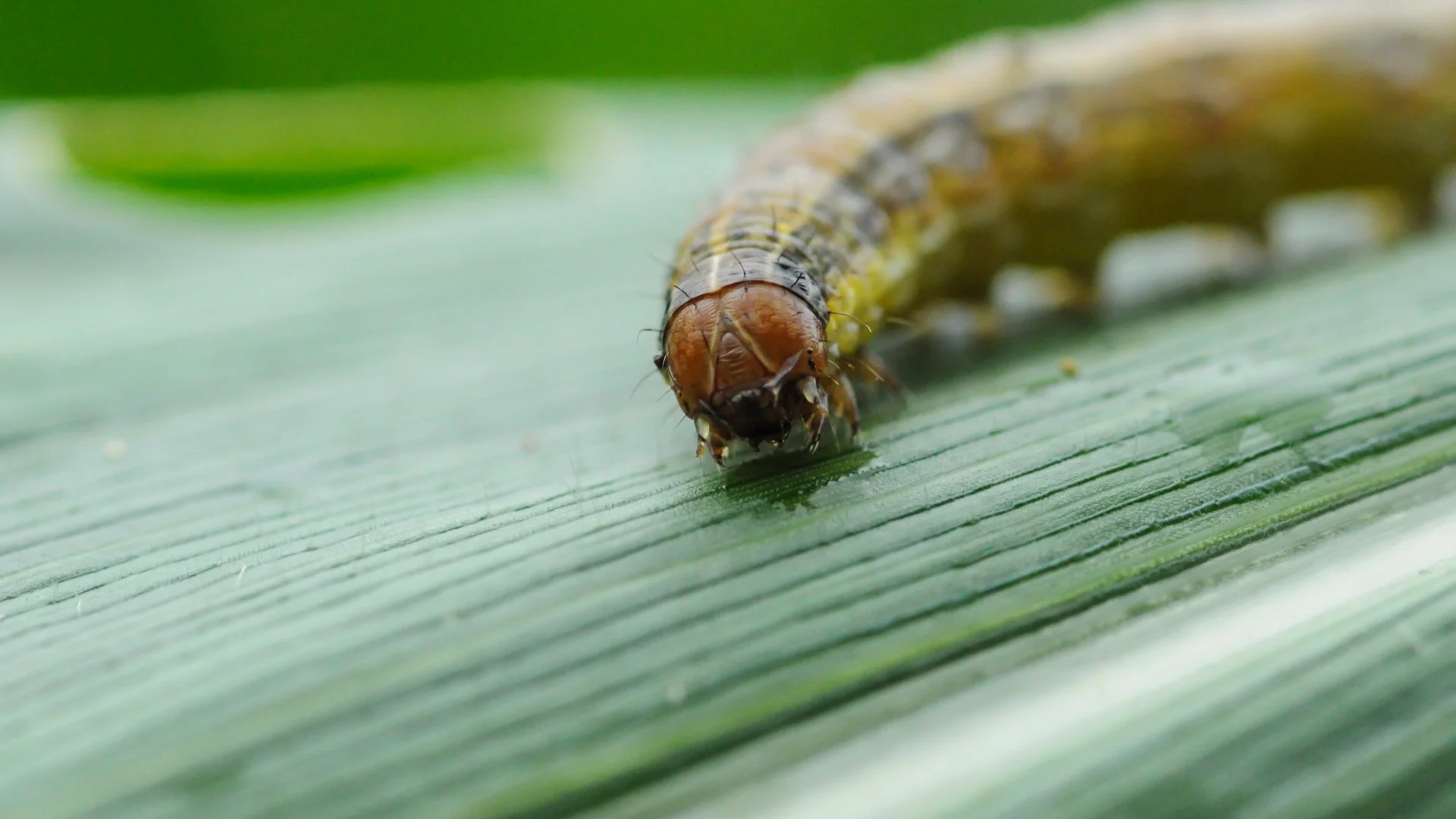 Close up on an armyworm found on a leaf by our potential client's home in Yardley, PA.
