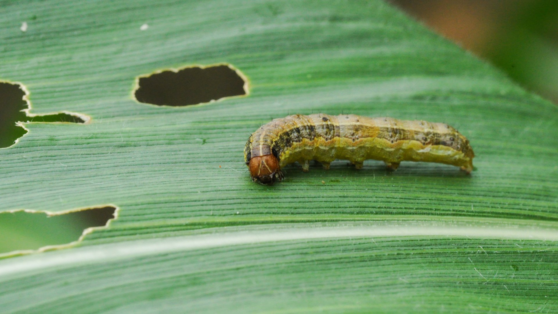 Cutworm Control in Wilmington, DE, Doylestown & Bryn Mawr, PA ...