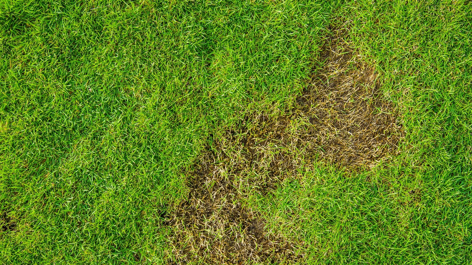 Save Your Lawn From Grub Damage With Preventative Grub Control!