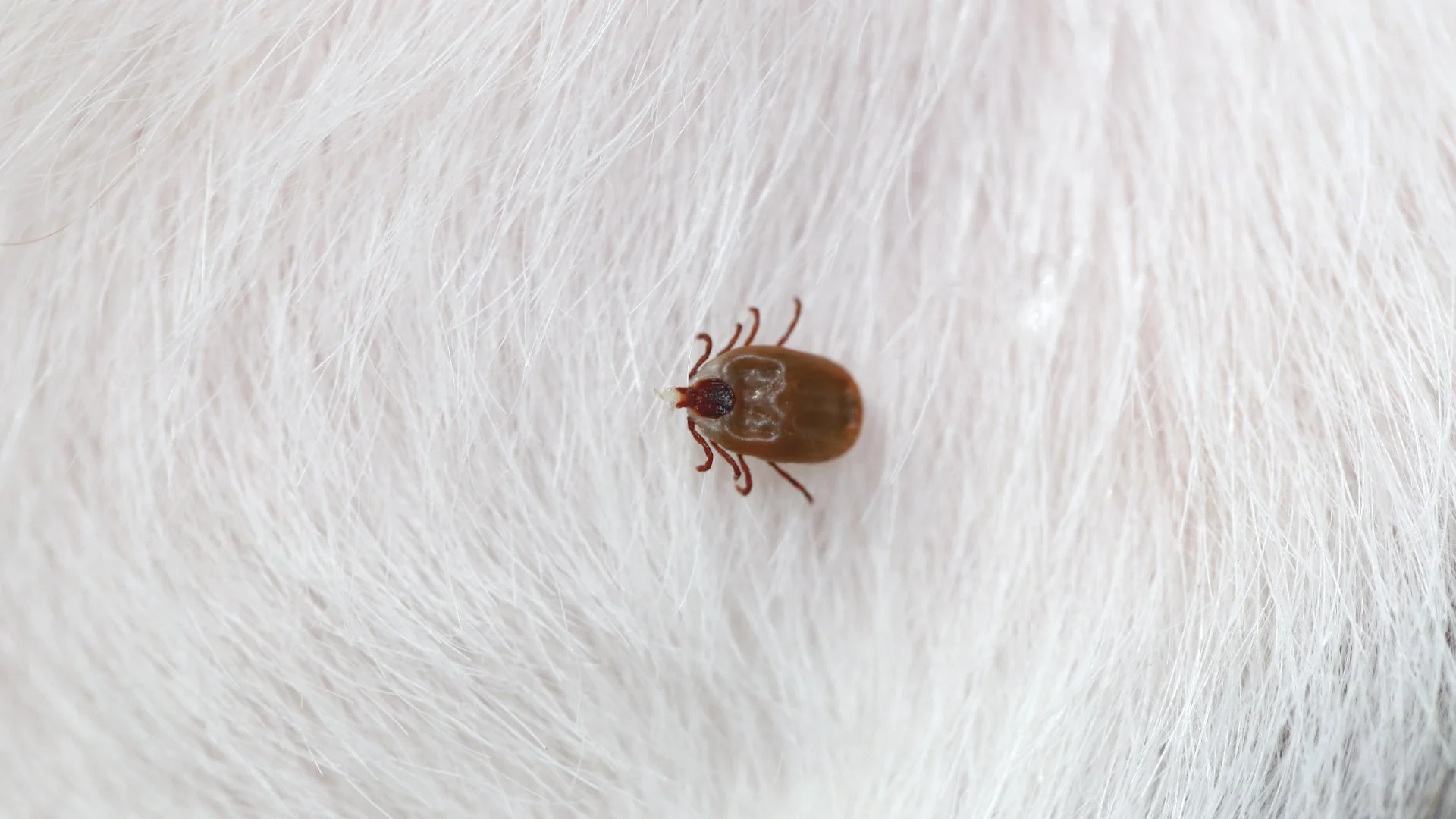 Keep an Eye on Your Pets During Tick Season!