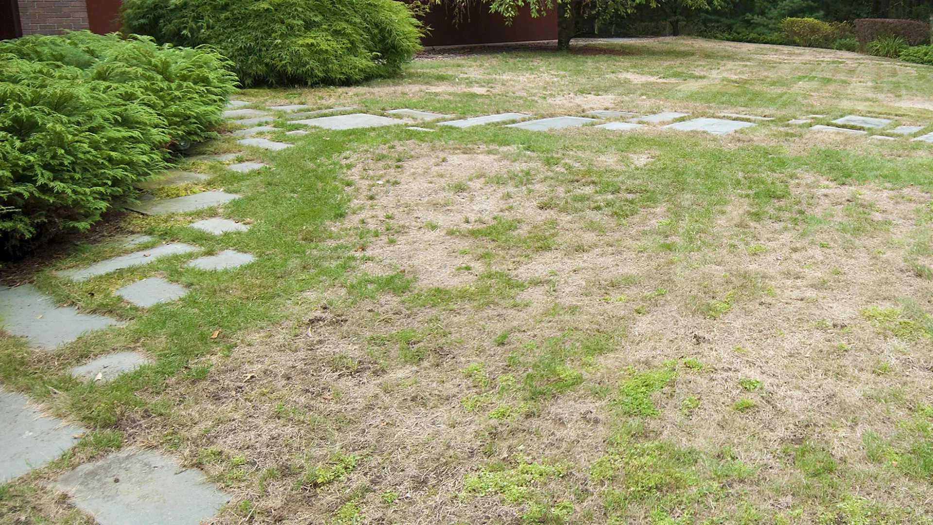 Is Your Lawn Turning Brown? It Could Be From These Issues!