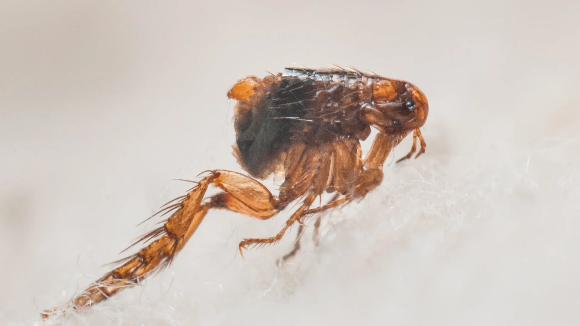 How to Identify a Flea Infestation & What to Do Next