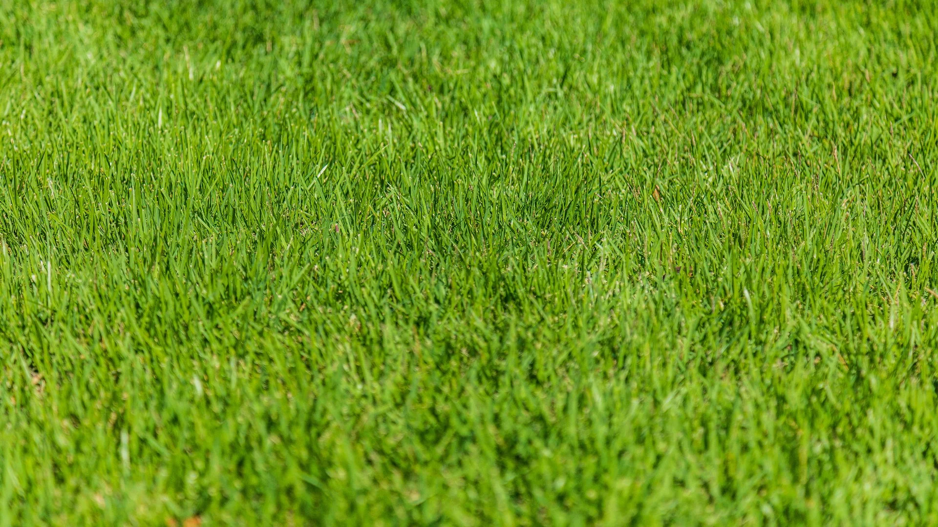 How Can You Tell if Your Lawn's Soil Is Compacted?