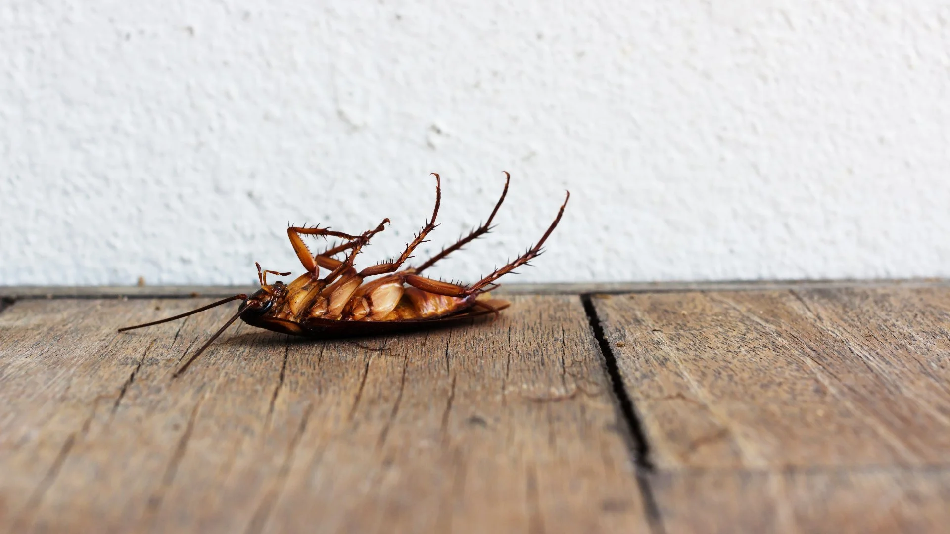 How to Maintain a Pest-Free Indoor Space