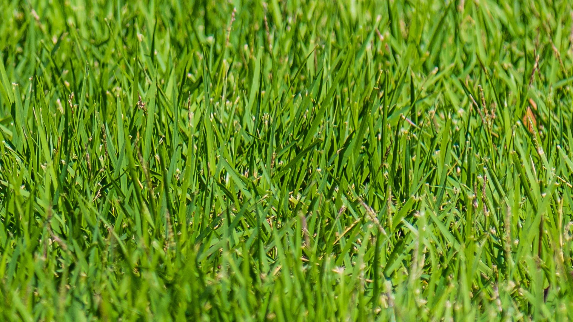 Your Grass Needs These Nutrients to Stay Healthy!