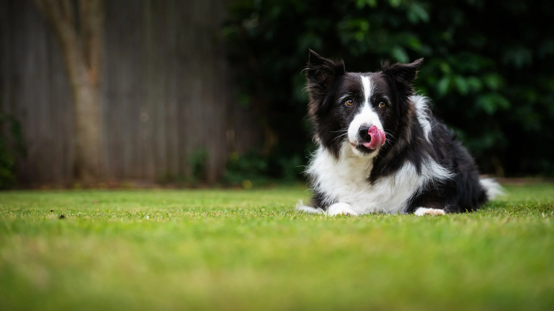 How To Keep Your Pets Safe During & After Lawn Care Treatments