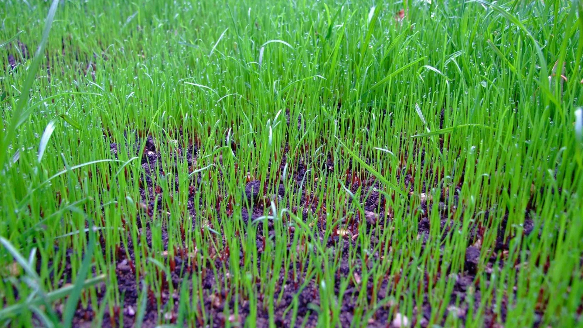 Common DIY Overseeding Mistakes That Can Hinder Results