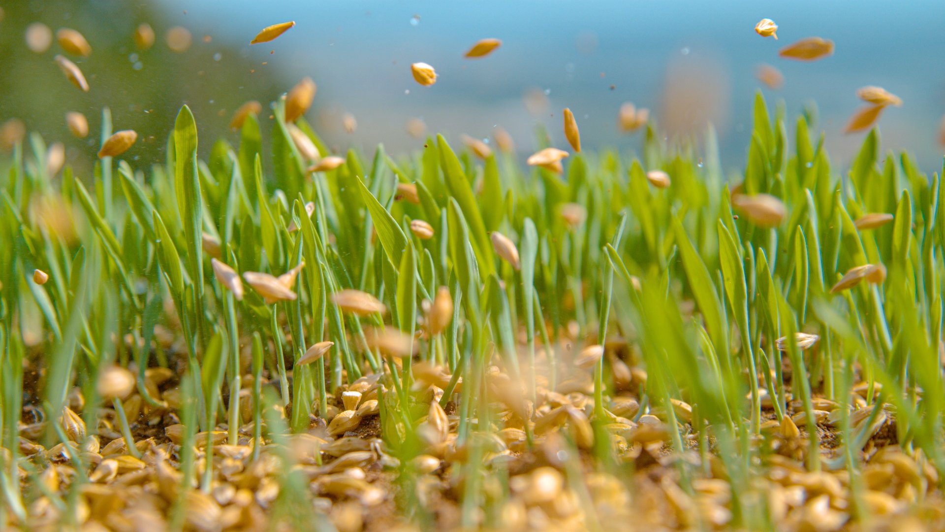 How to Prep Your Lawn for Overseeding to Give Seeds the Best Chance to Grow