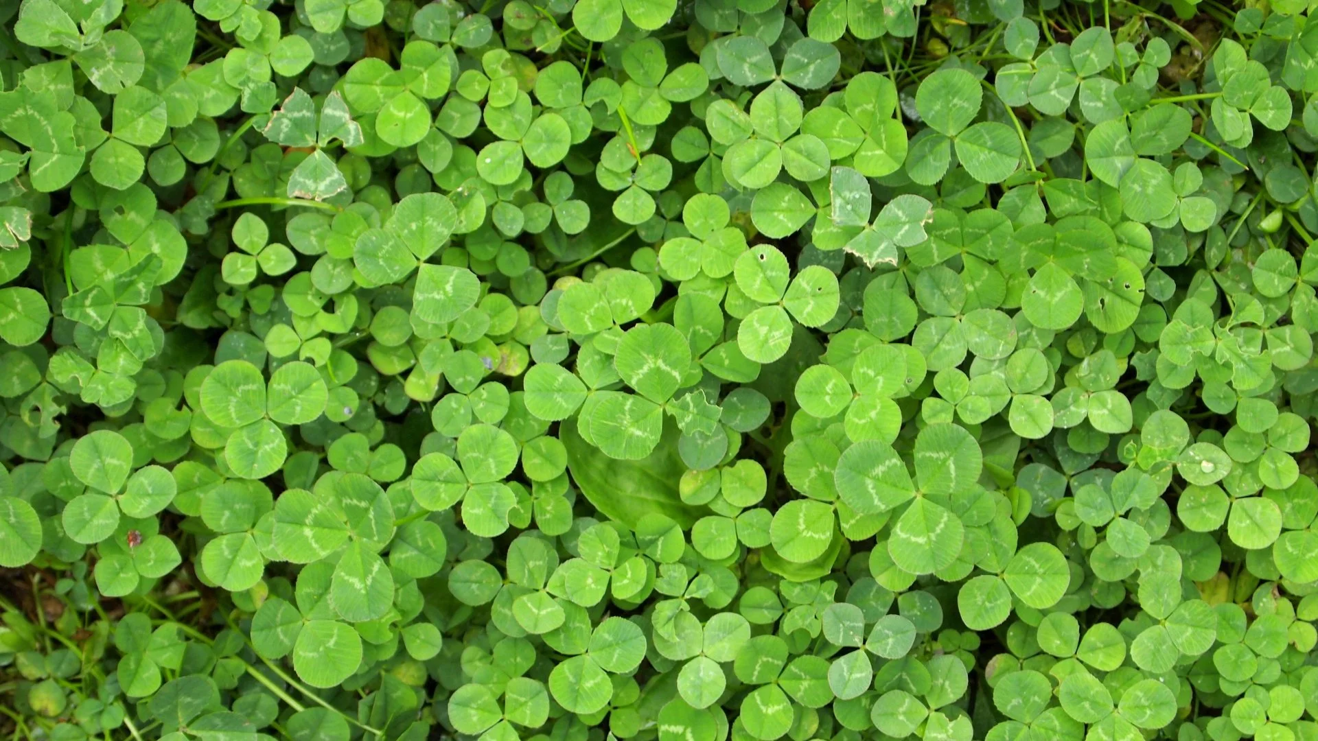 Do Weeds Die Quickly After a Post-Emergent Weed Control Treatment?