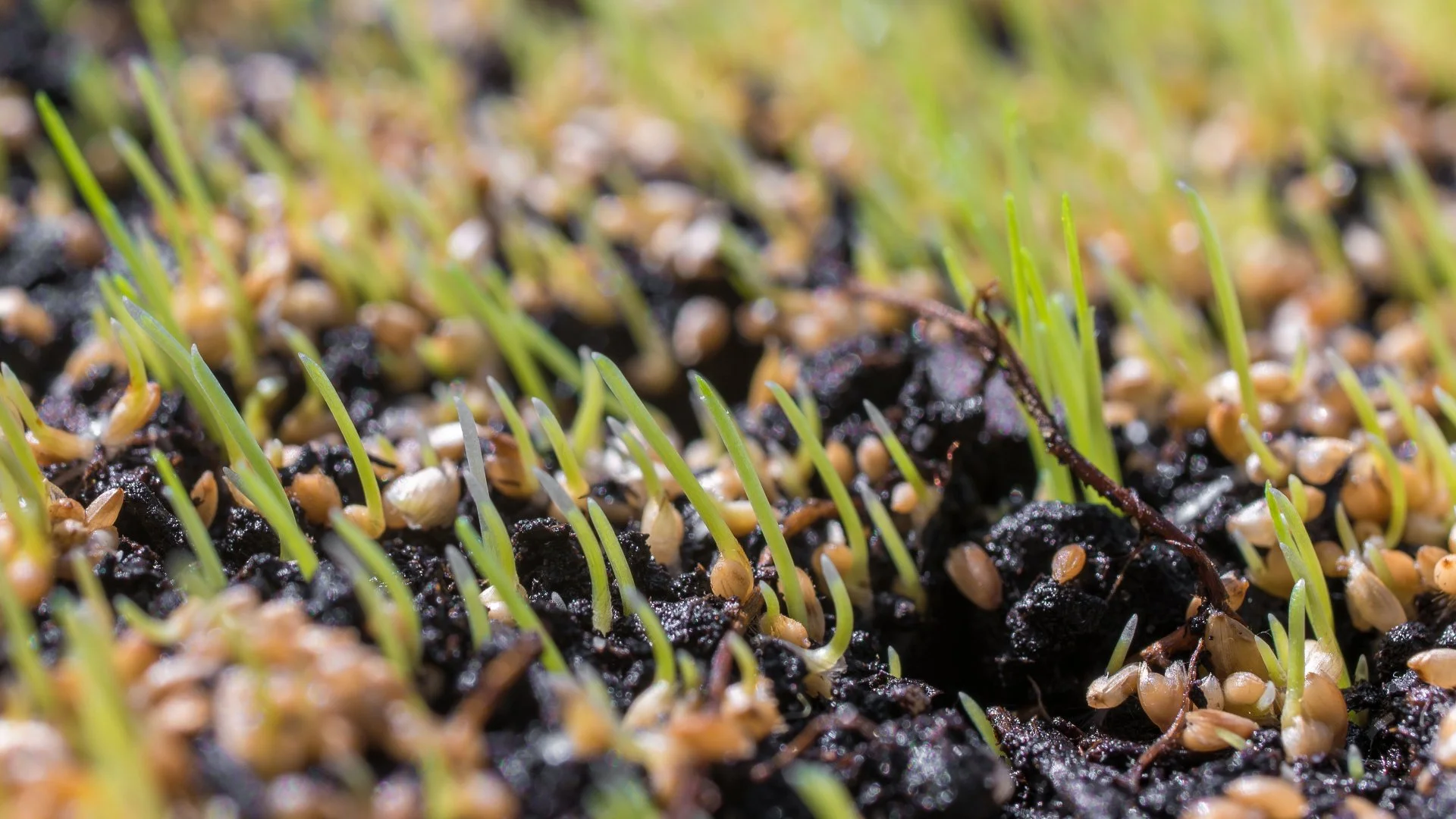 How Long Should You Wait to Use Weed Control After Overseeding?