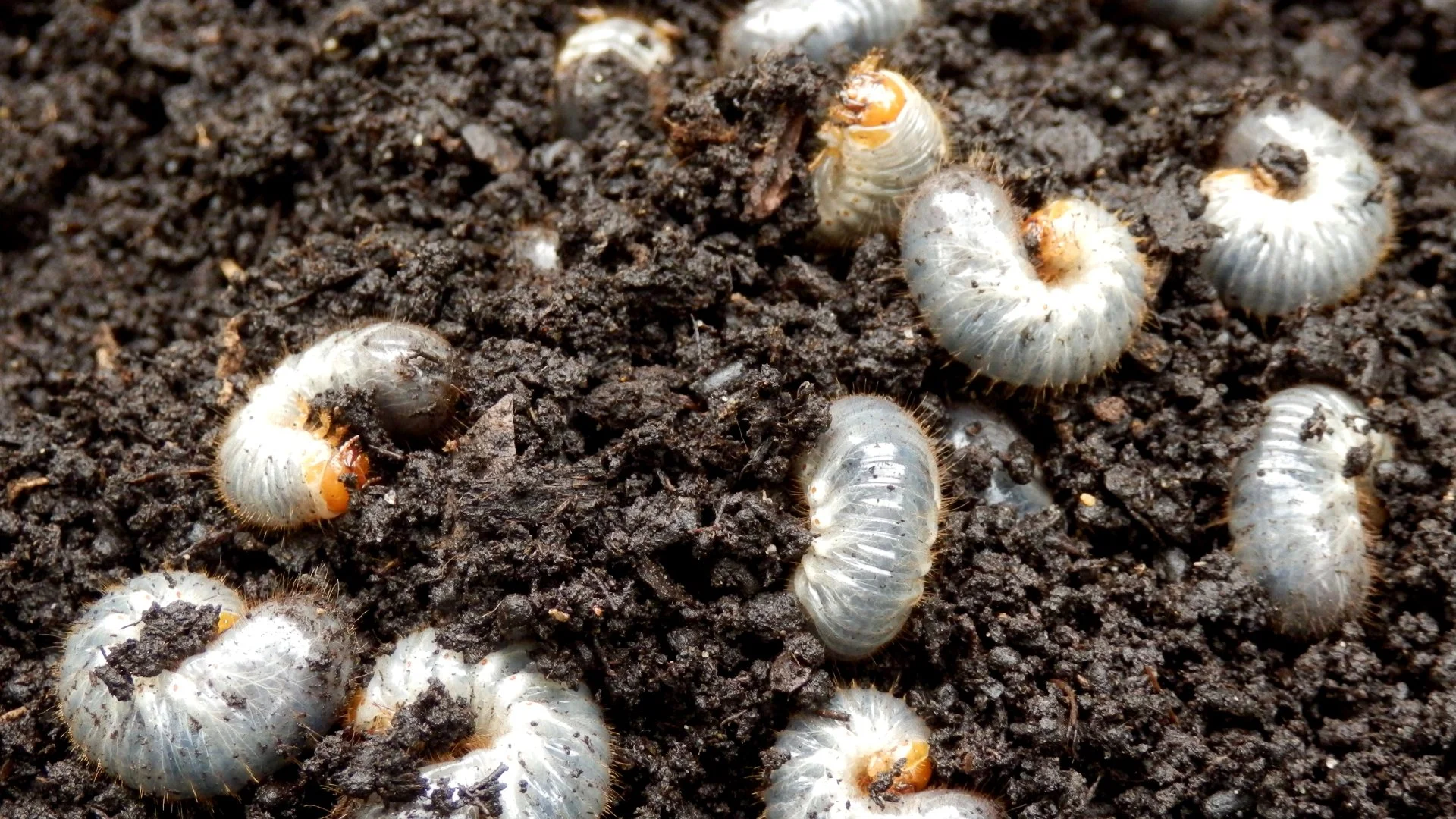 Grubs vs Chinch Bugs - How to Tell the Difference Between These Lawn Insects