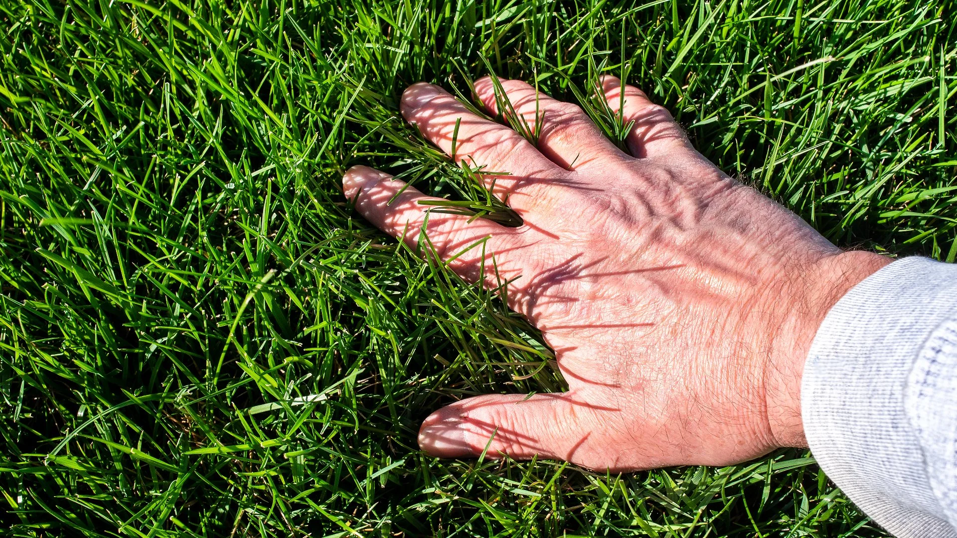 What’s the Best Seed to Use When Overseeding Your Lawn in Pennsylvania?
