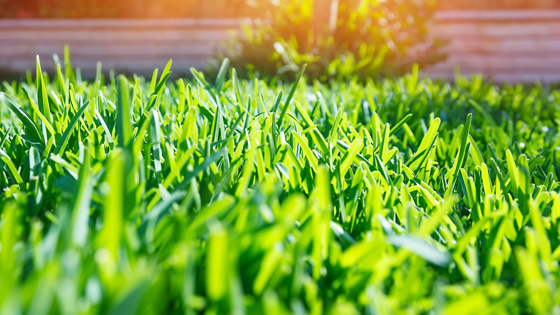Fall Lawn Care Services That Can Help You Get a Healthy & Beautiful Lawn