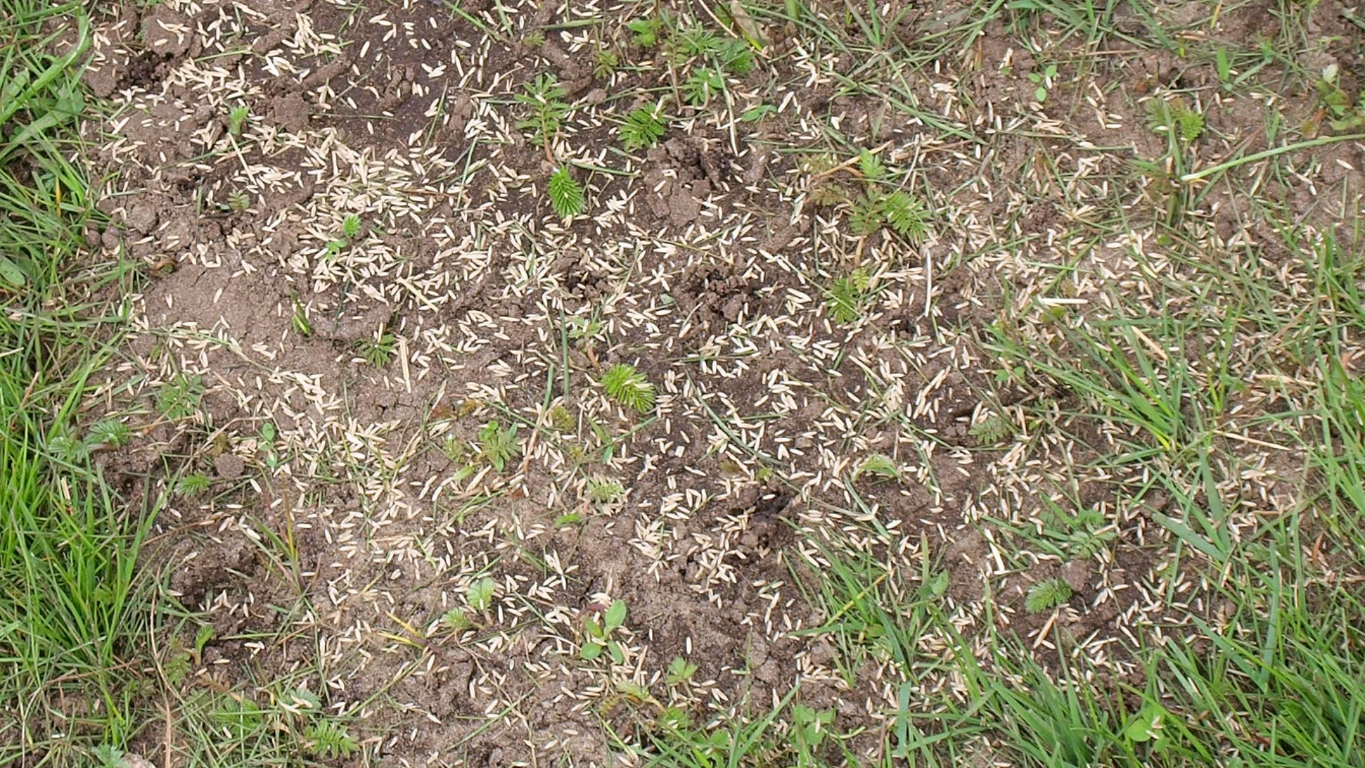 How Much Grass Seed Is Necessary for Overseeding Your Lawn?