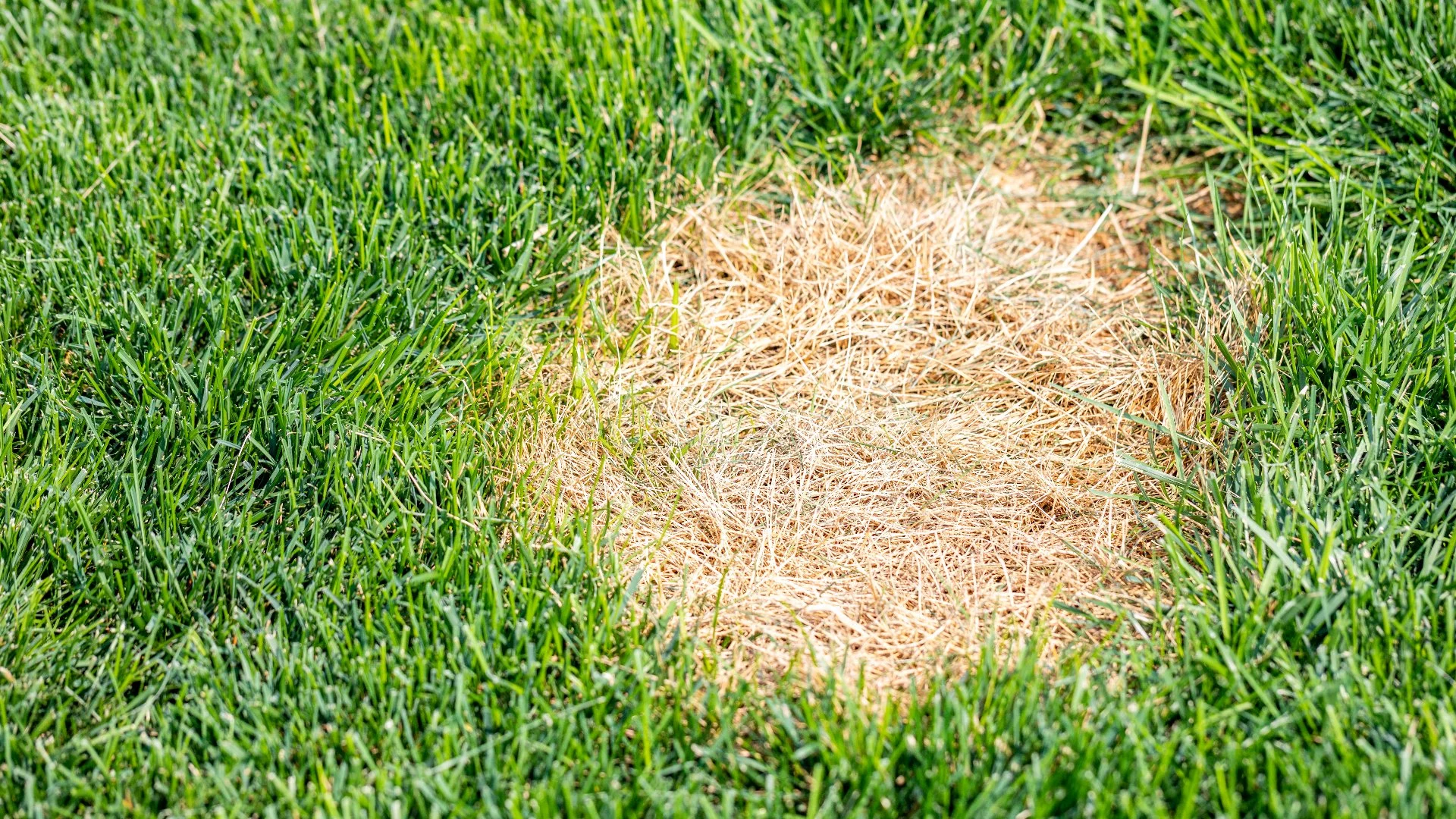Protect Your Lawn From Turf Diseases With These Steps