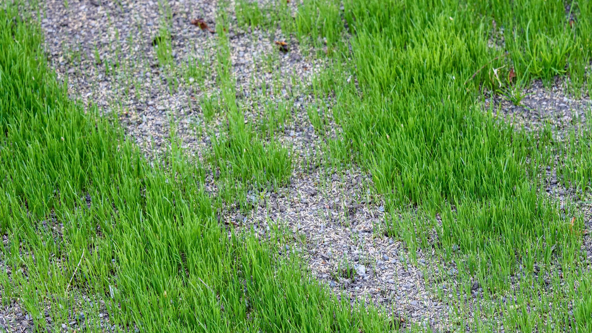 Should Your Lawn Be Weed-Free Before Overseeding?