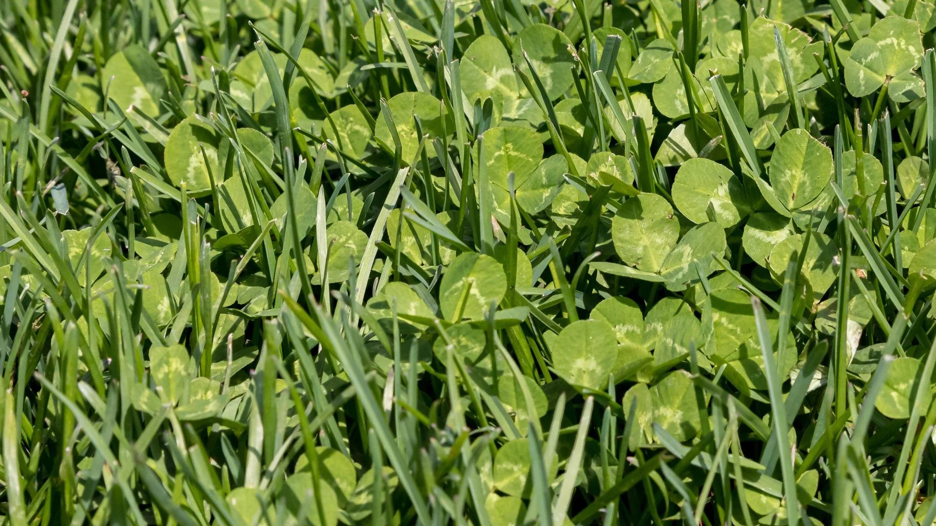 Will a Weed Control Treatment Kill Your Grass Along With Weeds?