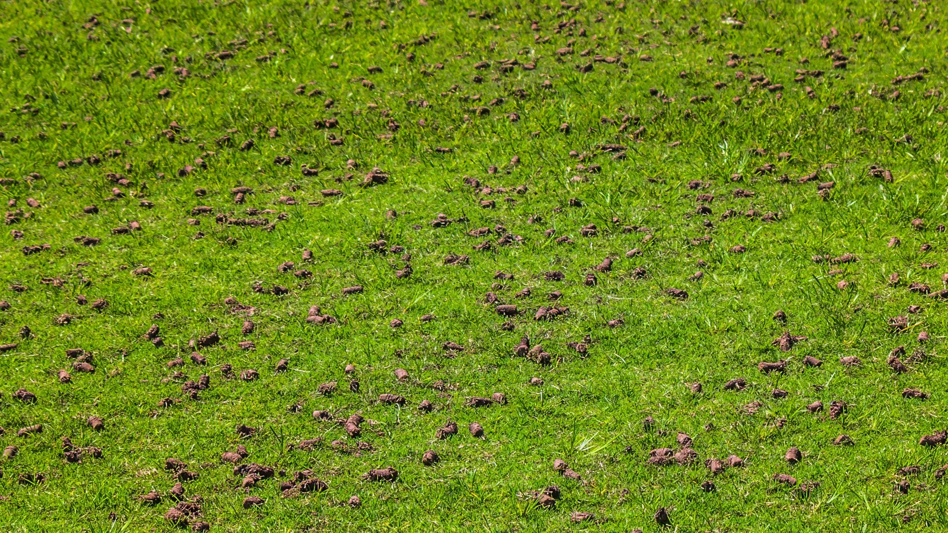 Should There Be Small Soil Plugs on Your Lawn After Aeration?