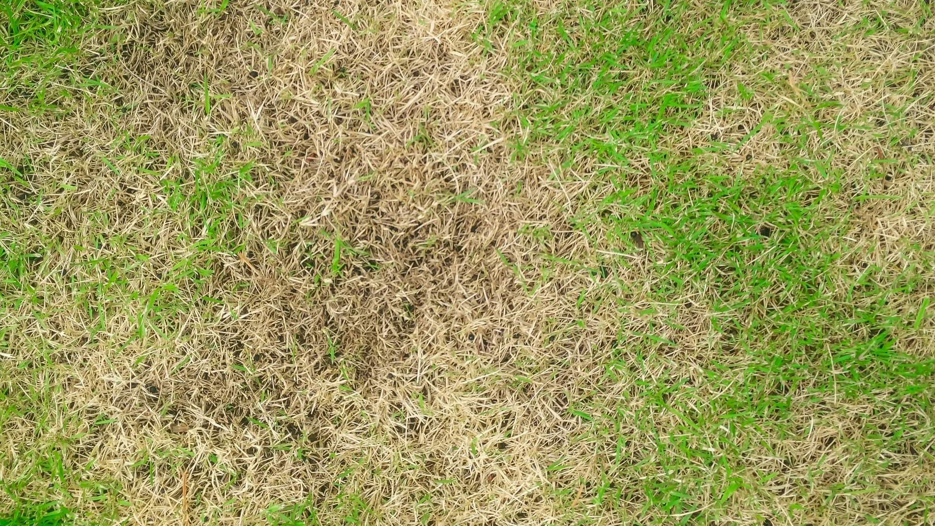 Lawn Disease Identification: 3 Common Types in Doylestown, PA
