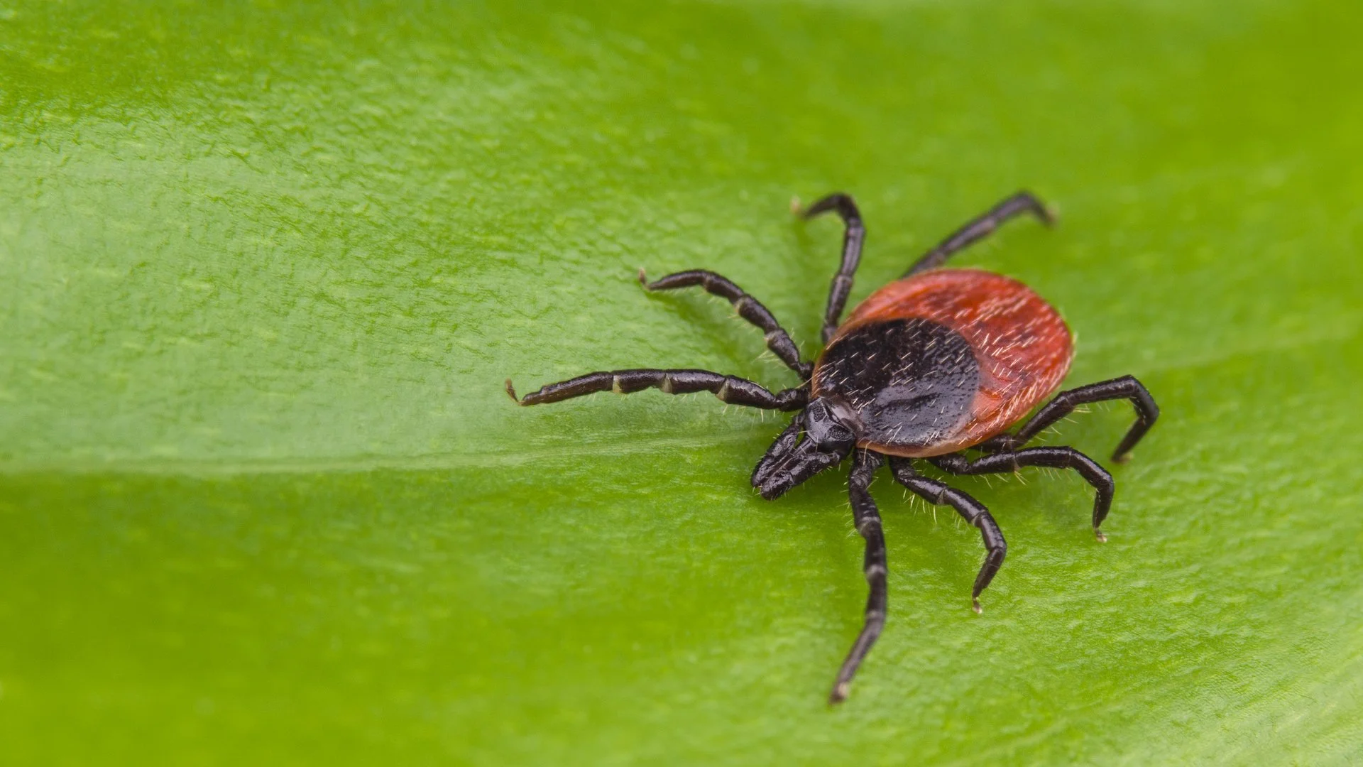 How Often Should You Be Treating Your Lawn for Ticks?