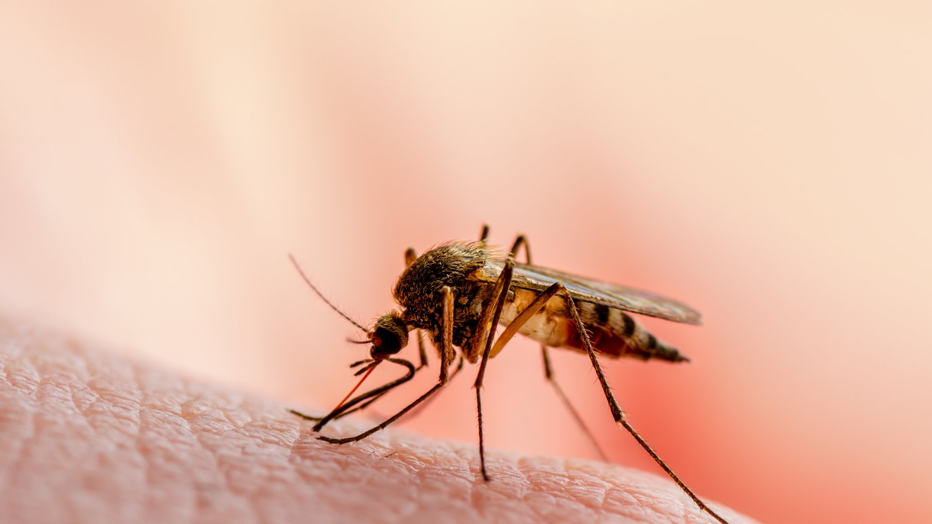 What Can Keep Mosquitoes From Biting You?