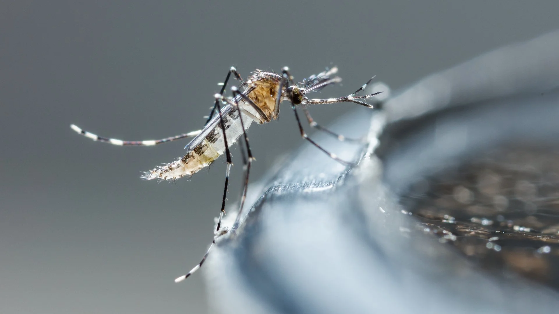 Mosquito Harborage Areas: What Does It Mean?