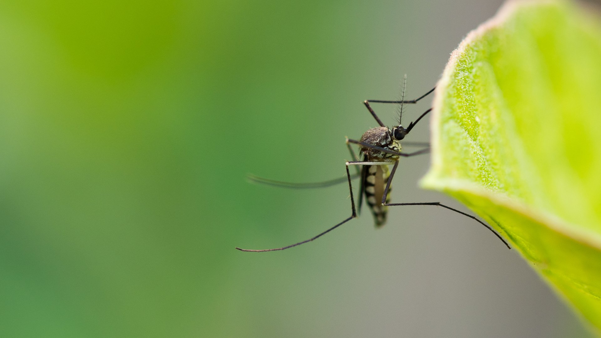 4 Things You Can Do to Reduce the Mosquito Population on Your Property