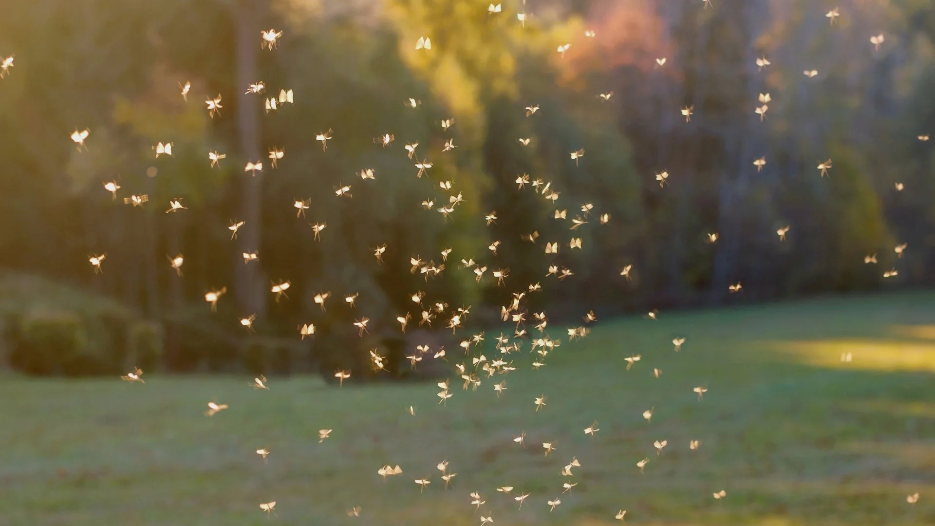 Do Mosquitoes Become More Active After It Rains?