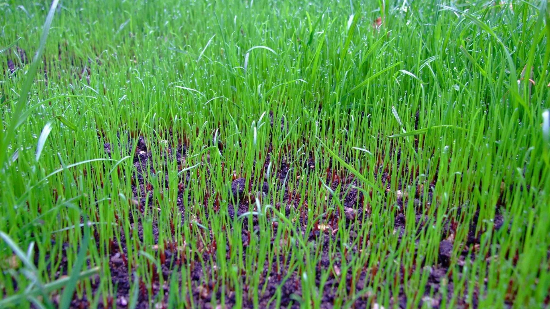 Slit Seeding vs Overseeding: What's the Difference?