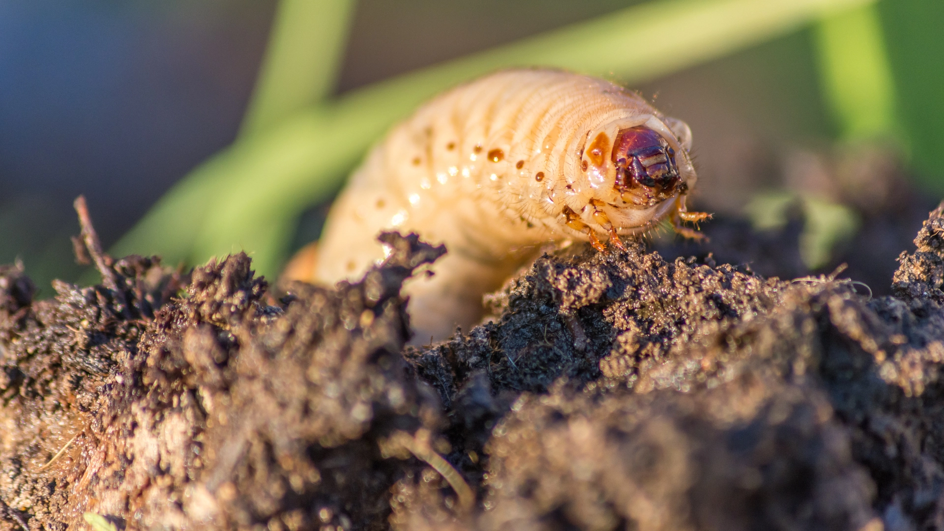 Close up on a single grub found in front of our potential client's home in New Hope, PA.