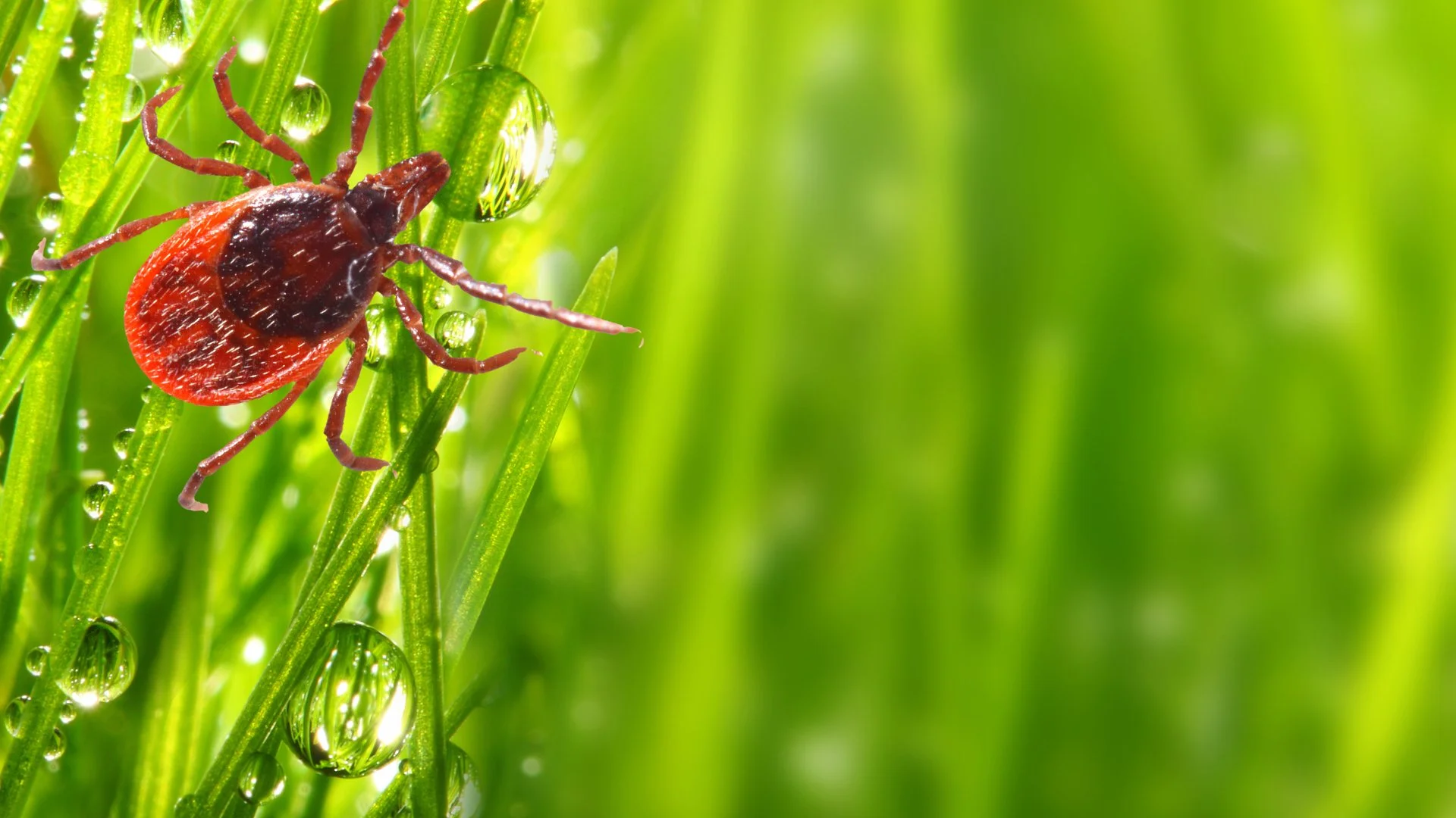 Take These 3 Steps to Prevent Ticks from Latching onto You!
