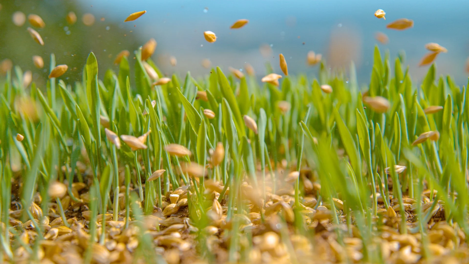 What Is Overseeding for Lawns & What Does It Do?