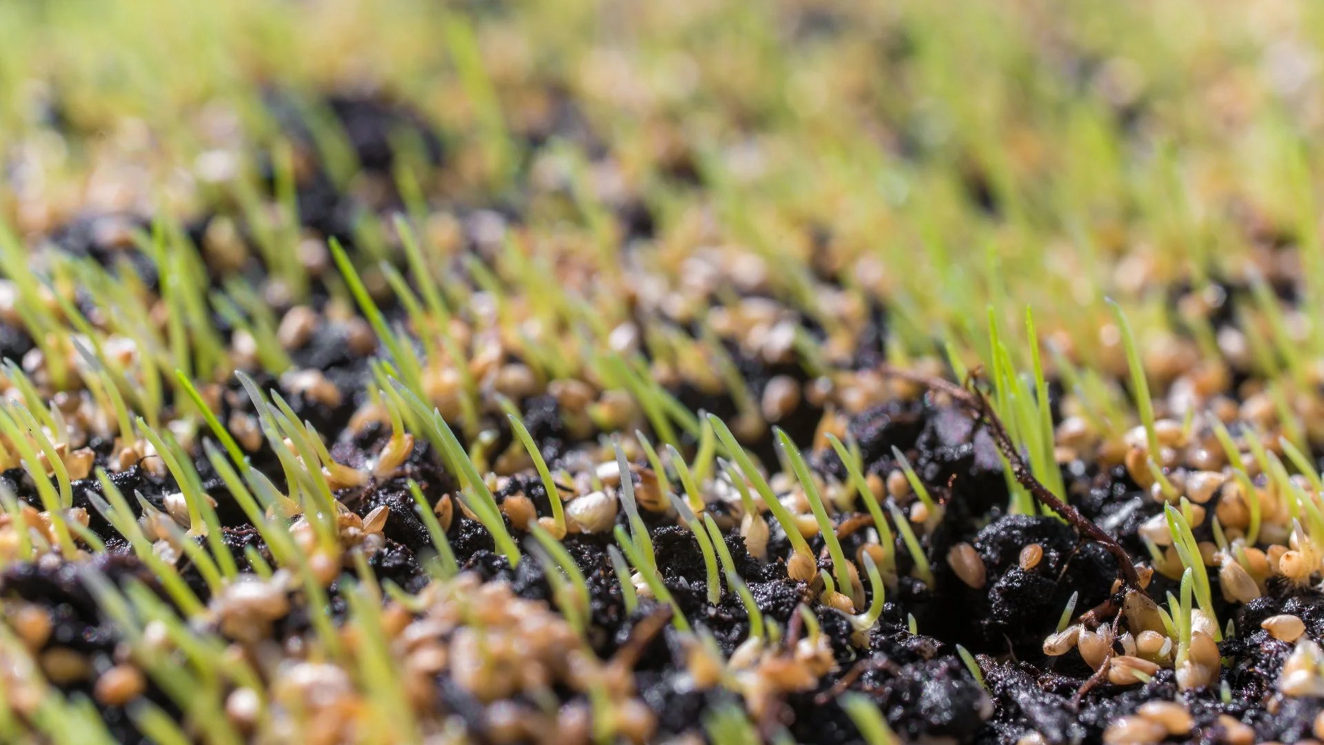 Does It Take a While for New Grass to Grow After Overseeding?