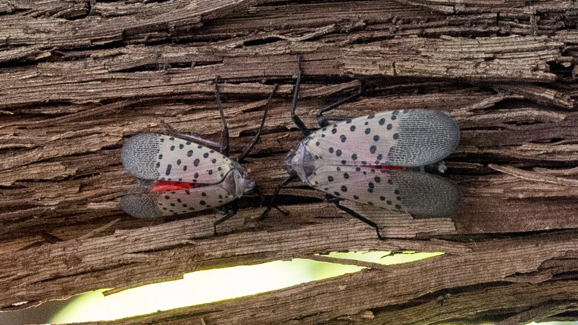 Spotted Lanternflies: What to Know About These Invasive Pests