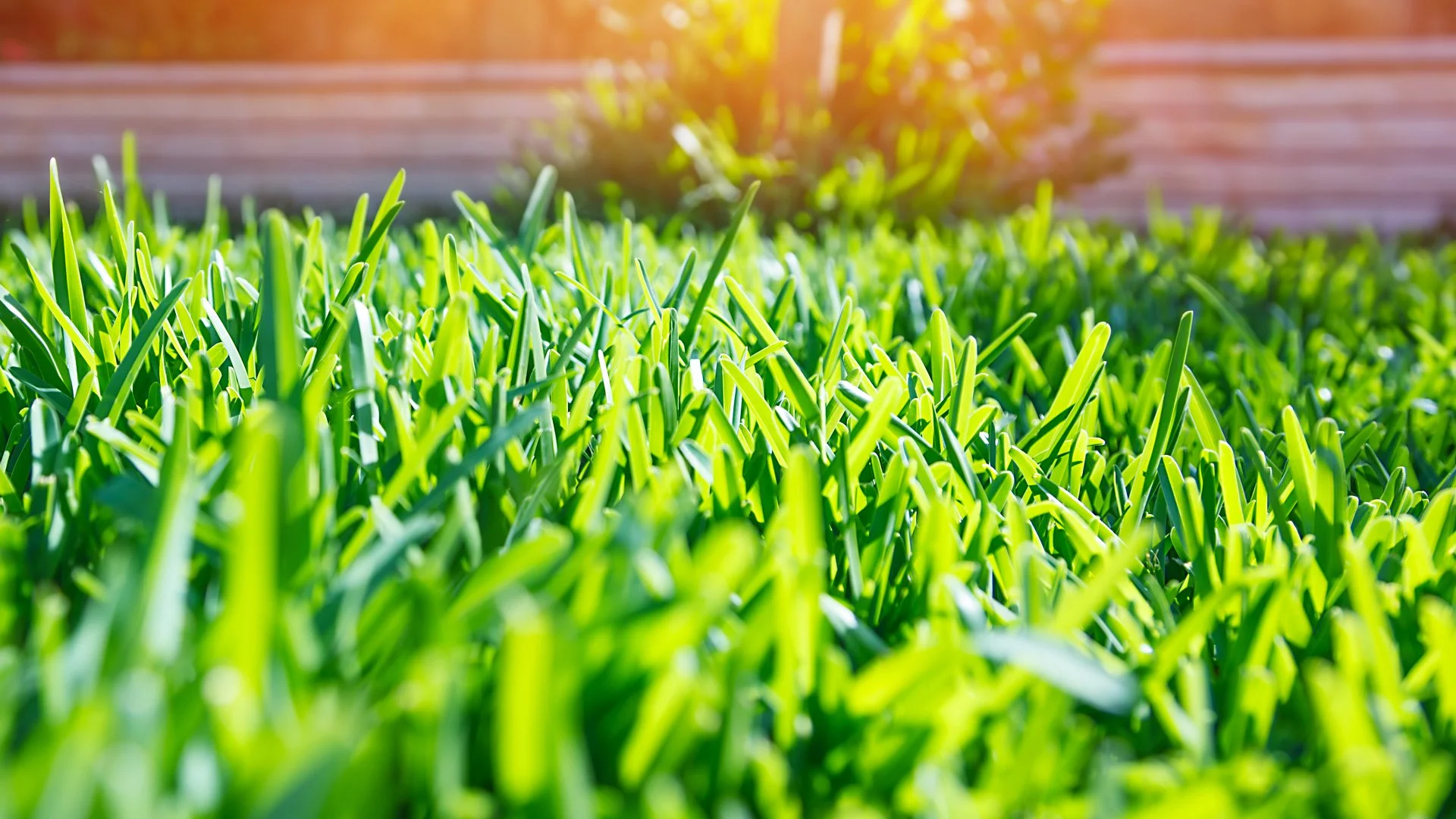When Should You Fertilize Your Lawn for the Last Time in the Fall?