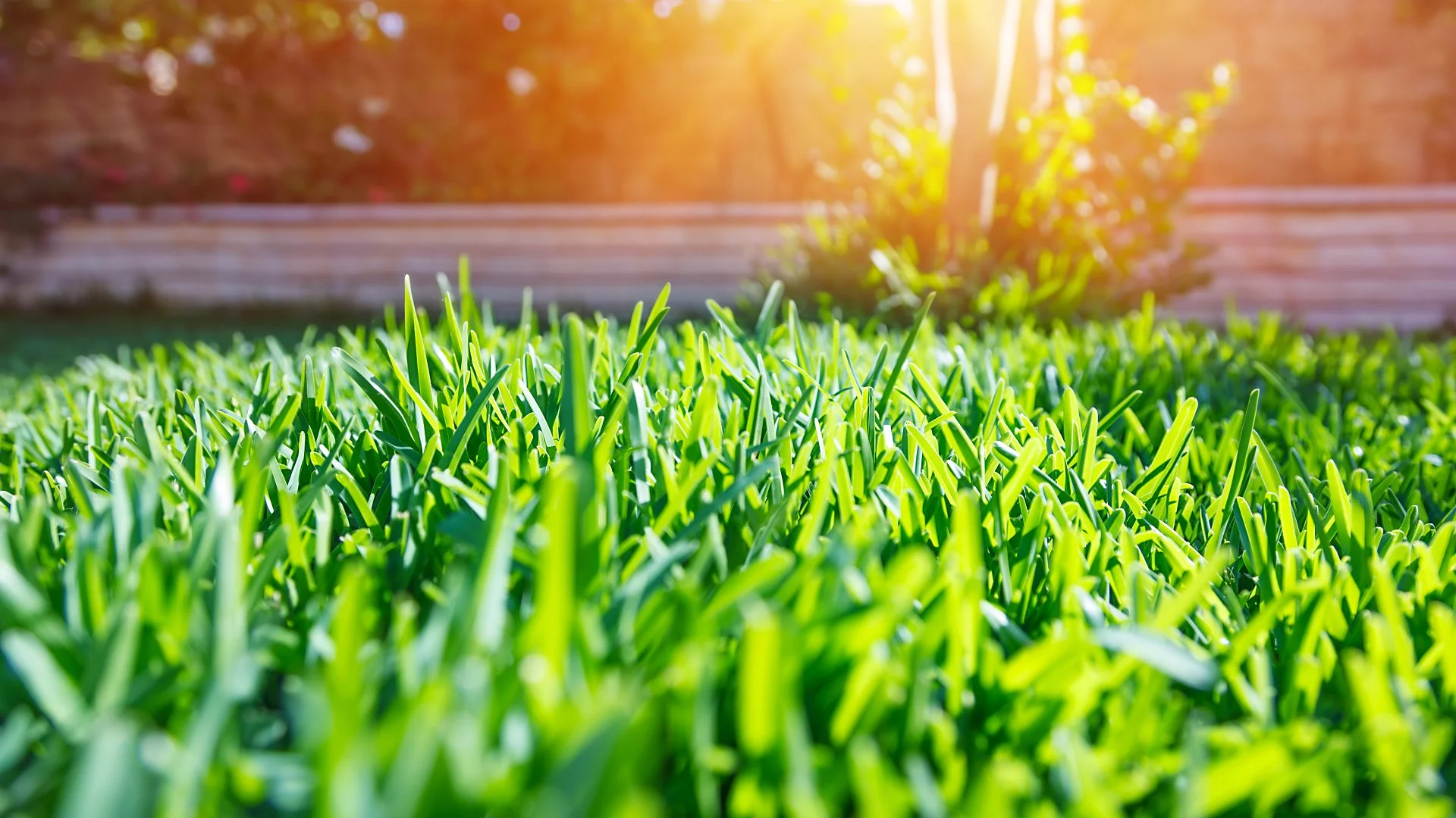 How Quickly Your Lawn Absorbs Fertilizer Depends on These Factors!