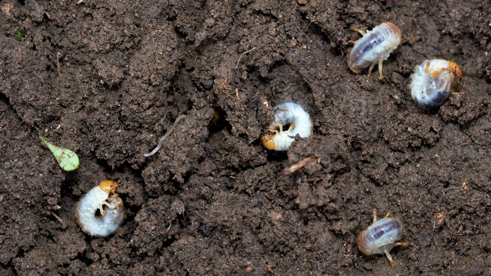 Think Your Lawn Is Infested With Grubs? Here's What to Do!