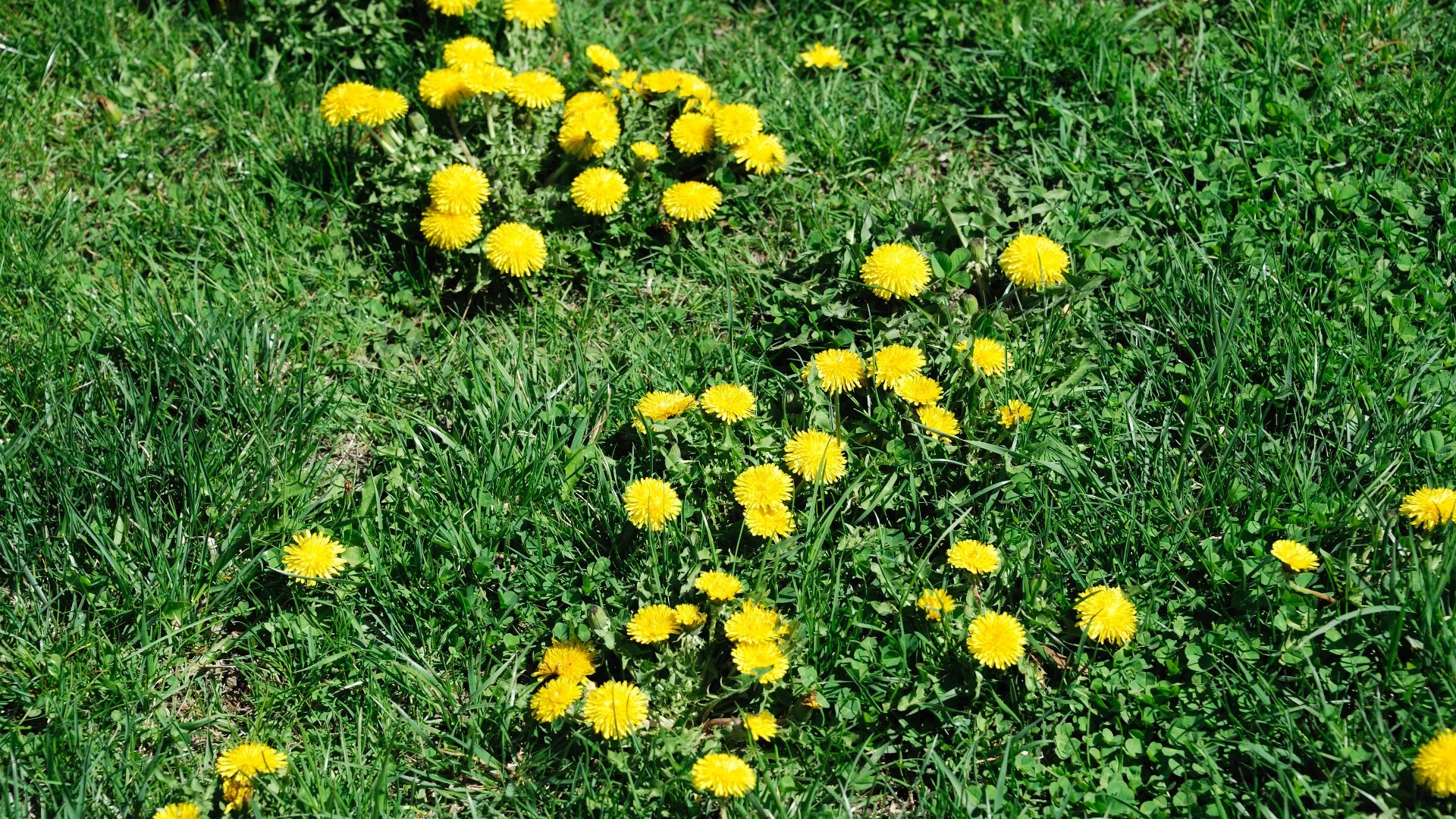 Classifying Lawn Weeds: Broadleaf vs Grassy
