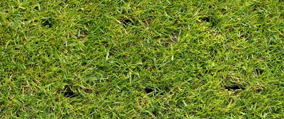 Aeration holes on a lawn in Doylestown, PA.