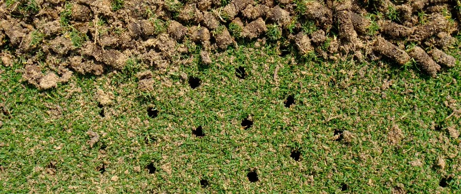 Lawn in Newark, DE, with aeration plugs and holes.
