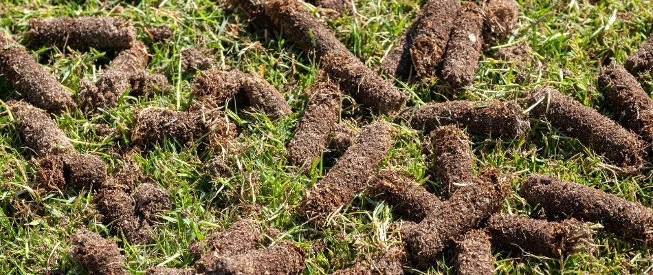 Aeration plugs on a lawn in Newark, DE.