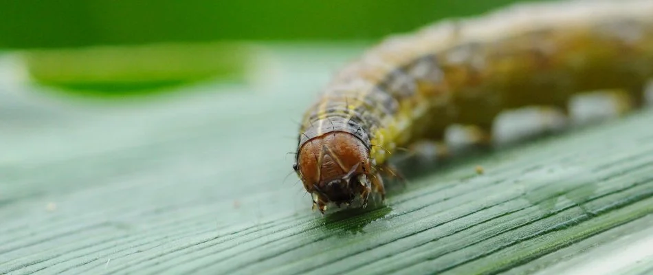 Armyworm on a grass blade in Pennsylvania.