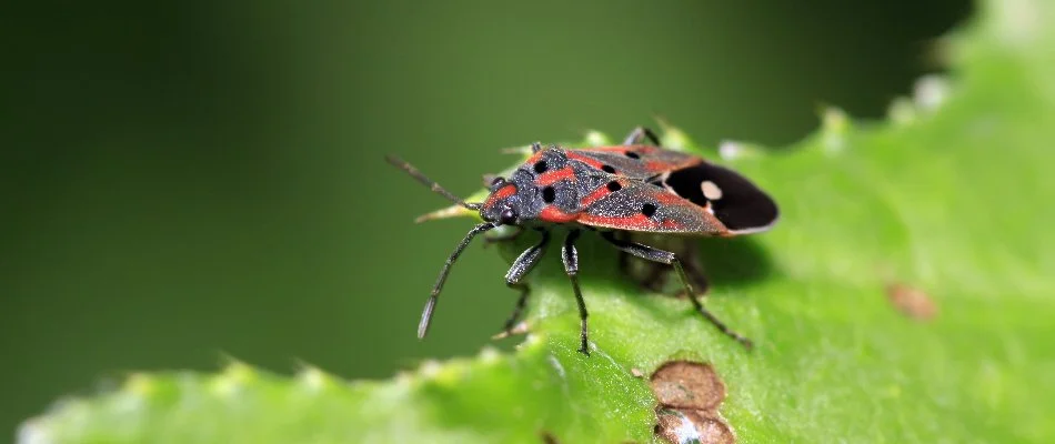 Chinch bug chewing on a green leaf in Pennsylvania.