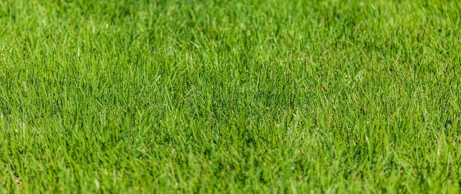Closeup of vibrant, green grass in Doylestown, PA.