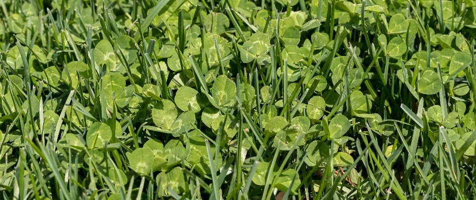 Clover weeds on a lawn in Newark, DE.