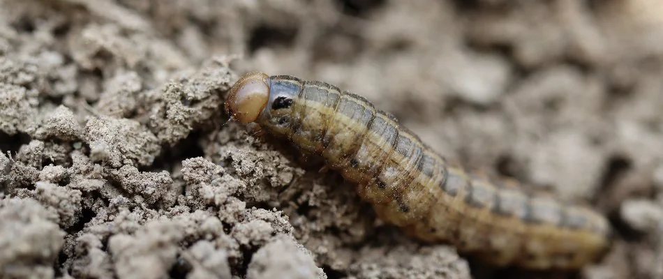 Cutworm in Pennsylvania on soil.