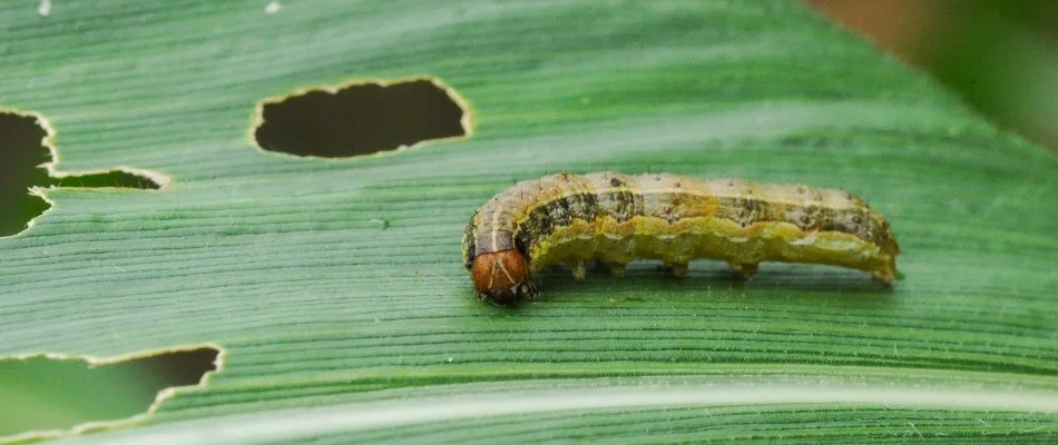 Damaged grass blade in Newark, DE, with an armyworm.