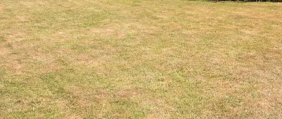 Dehydrated brown lawn in Newark, DE.
